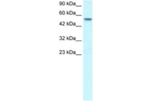 Western Blotting (WB) image for anti-Runt-Related Transcription Factor 1, Translocated To, 1 (Cyclin D-Related) (RUNX1T1) antibody (ABIN2460848)