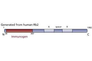 Image no. 3 for anti-Retinoblastoma-Like 2 (p130) (RBL2) (AA 26-367) antibody (ABIN967864) (p130 抗体  (AA 26-367))