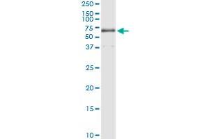 Immunoprecipitation of TBL1X transfected lysate using anti-TBL1X MaxPab rabbit polyclonal antibody and Protein A Magnetic Bead , and immunoblotted with TBL1X purified MaxPab mouse polyclonal antibody (B01P) . (TBL1X 抗体  (AA 1-526))
