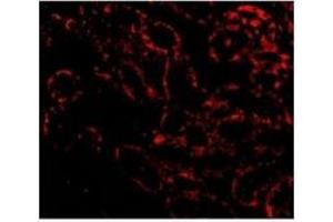 Immunofluorescence (IF) image for anti-Receptor-Interacting serine-threonine Kinase 3 (RIPK3) (AA 473-486) antibody (ABIN500612)
