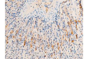 ABIN6267220 at 1/100 staining mouse gastric tissue sections by IHC-P. (HSPB6 抗体  (pSer16))