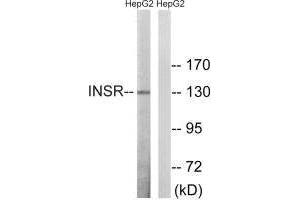 Western blot analysis of extracts from HepG2 cells, using INSR (Ab-1375) antibody. (Insulin Receptor 抗体  (Thr1375))