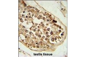 DEPDC1 Antibody (N-term) (ABIN651620 and ABIN2840329) immunohistochemistry analysis in formalin fixed and paraffin embedded human testis tissue followed by peroxidase conjugation of the secondary antibody and DAB staining. (DEPDC1 抗体  (N-Term))