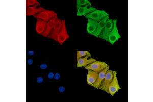 ABIN7095864 and ABIN7099926 staining Hela cells by IF/ICC. (Solute Carrier Organic Anion Transporter Family, Member 3A1 (SLCO3A1) 抗体)