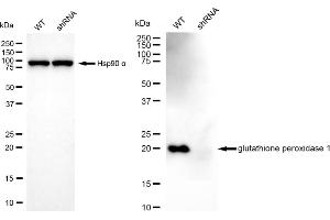 Western blotting analysis using glutathione peroxidase 1 antibody (ABIN7798751). (Recombinant Glutathione Peroxidase 1 抗体)