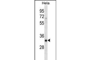 SFRS7 Antibody (N-term) (ABIN656240 and ABIN2845556) western blot analysis in Hela cell line lysates (35 μg/lane). (SFRS7 抗体  (N-Term))