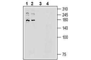 Western blot analysis of human HepG2 hepatocellular cell line lysate (lanes 1 and 3) and human HUVEC endothelial cell line lysate (lanes 2 and 4): - 1, 2. (PIEZO2 抗体  (AA 1092-1104))