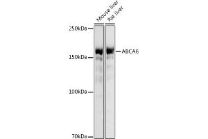 Western blot analysis of extracts of various cell lines, using (ABIN3017555, ABIN3017556, ABIN3017557, ABIN1678499 and ABIN6220152) at 1:500 dilution. (ABCA6 抗体)