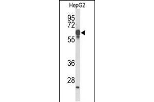 Western blot analysis of FBXL5 Antibody in HepG2 cell line lysates (35ug/lane). (FBXL5 抗体  (N-Term))