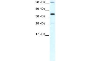 WB Suggested Anti-POLR2B Antibody Titration:  0. (POLR2B 抗体  (Middle Region))