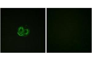 Immunofluorescence analysis of HuvEc cells, using Actin-pan ( alpha/gamma)  (Ab-55/53) Antibody. (Actin 抗体  (AA 21-70))