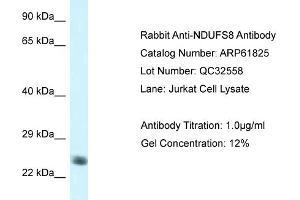 Western Blotting (WB) image for anti-NADH Dehydrogenase (Ubiquinone) Fe-S Protein 8, 23kDa (NADH-Coenzyme Q Reductase) (NDUFS8) (C-Term) antibody (ABIN2788917) (NDUFS8 抗体  (C-Term))