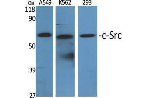 Western Blot (WB) analysis of specific cells using c-Src Polyclonal Antibody. (Src 抗体  (Tyr1172))