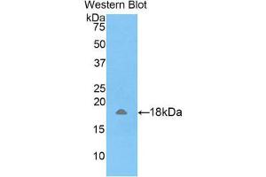 AMELX antibody  (AA 49-187)