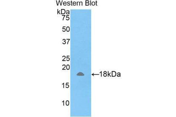 AMELX anticorps  (AA 49-187)