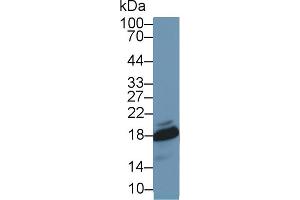 Western Blotting (WB) image for anti-Superoxide Dismutase 1, Soluble (SOD1) (AA 2-154) antibody (ABIN7429211)