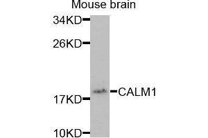 Western blot analysis of extracts of mouse brain cells, using CALM1 antibody. (Calmodulin 1 抗体)