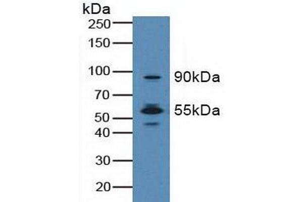 MST1R antibody  (AA 1092-1316)