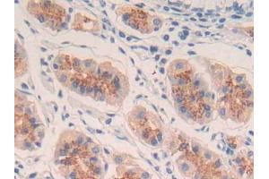 DAB staining on IHC-P; Samples: Human Stomach Tissue (IL-20 抗体  (AA 25-176))