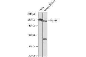 Western blot analysis of extracts of various cell lines, using NUM antibody (ABIN1681136, ABIN3015188, ABIN3015190 and ABIN6213875) at 1:1000 dilution. (NUMA1 抗体  (AA 1-309))