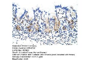 Rabbit Anti-TROVE2 Antibody  Paraffin Embedded Tissue: Human Stomach Cellular Data: Epithelial cells of fundic gland Antibody Concentration: 4. (TROVE2 抗体  (N-Term))