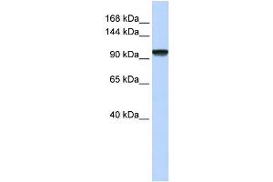 WB Suggested Anti-C21orf66 Antibody Titration:  0. (PAX3 and PAX7 Binding Protein 1 (PAXBP1) (N-Term) 抗体)