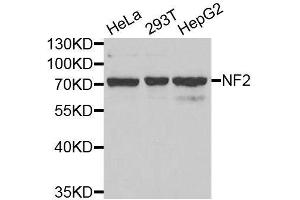 Western blot analysis of extracts of various cell lines, using NF2 antibody.