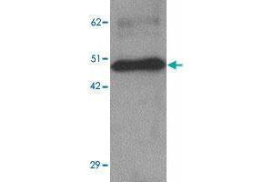 Western blot analysis of ZBTB8 in mouse spleen tissue lysate with ZBTB8 polyclonal antibody  at 1 ug/mL. (ZBTB8A 抗体  (C-Term))