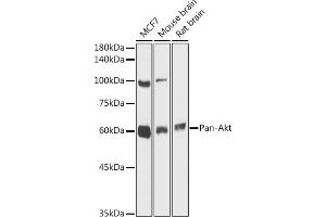 Western blot analysis of extracts of various cell lines, using Pan-Akt antibody (ABIN7265520) at 1:1000 dilution. (AKT 1/2/3 抗体)