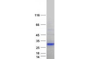 Western Blotting (WB) image for MAP6 Domain Containing 1 (MAP6D1) protein (Myc-DYKDDDDK Tag) (ABIN2725407)