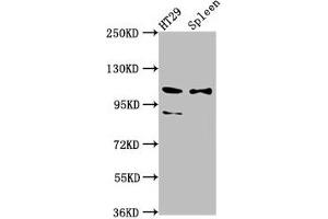 Western Blot Positive WB detected in: HT29 whole cell lysate, Rat spleen tissue All lanes: SCUBE2 antibody at 8. (SCUBE2 抗体  (AA 534-703))