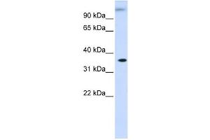 Western Blotting (WB) image for anti-Dihydrodiol Dehydrogenase (Dimeric) (DHDH) antibody (ABIN2459844) (DHDH 抗体)