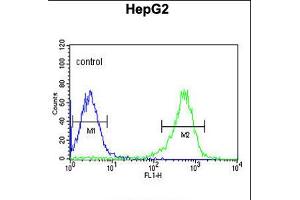 Flow cytometric analysis of HepG2 cells (right histogram) compared to a negative control cell (left histogram). (PYCR1 抗体  (C-Term))