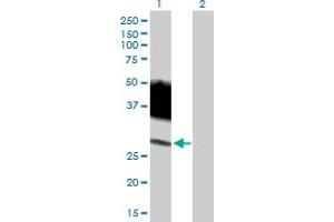 Western Blot analysis of SLAMF6 expression in transfected 293T cell line by SLAMF6 MaxPab polyclonal antibody. (SLAMF6 抗体  (AA 1-271))