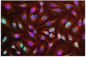 Image no. 3 for anti-RNA Binding Motif Protein 8A (RBM8A) antibody (ABIN108586) (RBM8A 抗体)
