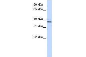 WB Suggested Anti-ERGIC2 Antibody Titration:  0. (ERGIC2 抗体  (Middle Region))