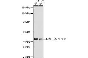 Western blot analysis of extracts of various cell lines, using KMT1B / SUV39H2 antibody (ABIN7270647) at 1:1000 dilution. (SUV39H2 抗体)
