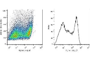 Flow cytometry analysis (intracellular staining) of SCIMP in a population of HEK-293T-SCIMP transfectants using monoclonal antibody (clone NVL-07, purified). (SCIMP 抗体)