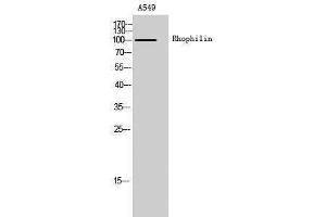 Western Blotting (WB) image for anti-Rhophilin, rho GTPase Binding Protein 1 (RHPN1) (Internal Region) antibody (ABIN3186760) (RHPN1 抗体  (Internal Region))
