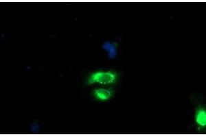 Anti-GOLM1 mouse monoclonal antibody (ABIN2455430) immunofluorescent staining of COS7 cells transiently transfected by pCMV6-ENTRY GOLM1 (RC200086). (GOLM1 抗体)