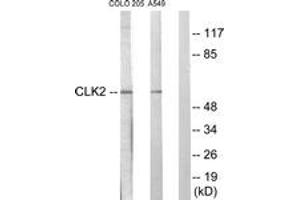 Western blot analysis of extracts from COLO205/A549 cells, using CLK2 Antibody. (CLK2 抗体  (AA 1-50))