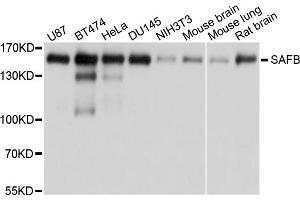 Western blot analysis of extracts of various cell lines, using SAFB antibody. (SAFB 抗体)