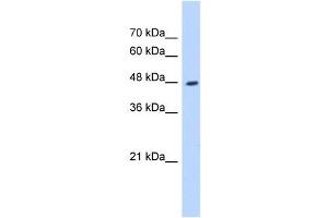 Western Blot showing HADHB antibody used at a concentration of 1-2 ug/ml to detect its target protein. (HADHB 抗体)