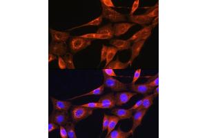 Immunofluorescence analysis of NIH/3T3 cells using Apolipoprotein  Rabbit pAb (ABIN7265634) at dilution of 1:100. (APOA2 抗体  (AA 1-100))