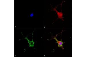 Immunocytochemistry/Immunofluorescence analysis using Mouse Anti-Alpha-2C Adrenergic Receptor Monoclonal Antibody, Clone S330A-80 (ABIN2485207). (ADRA2C 抗体  (AA 442-462) (APC))