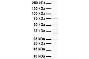 Western Blotting (WB) image for anti-DEAD (Asp-Glu-Ala-Asp) Box Polypeptide 41 (DDX41) (N-Term) antibody (ABIN2775230)