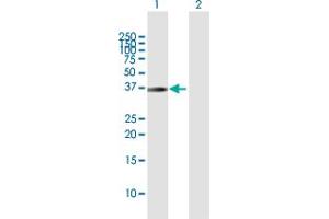 Western Blot analysis of PNMA1 expression in transfected 293T cell line by PNMA1 MaxPab polyclonal antibody. (PNMA1 抗体  (AA 1-353))