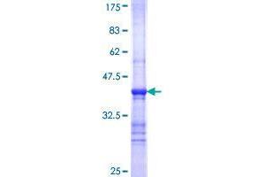 STRN3 Protein (AA 614-713) (GST tag)