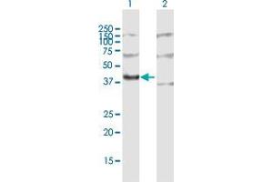 Western Blot analysis of MRPL3 expression in transfected 293T cell line by MRPL3 MaxPab polyclonal antibody. (MRPL3 抗体  (AA 1-348))