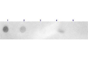 Dot Blot (DB) image for Goat anti-Rabbit IgG (Heavy & Light Chain) antibody (TRITC) - Preadsorbed (ABIN102000)
